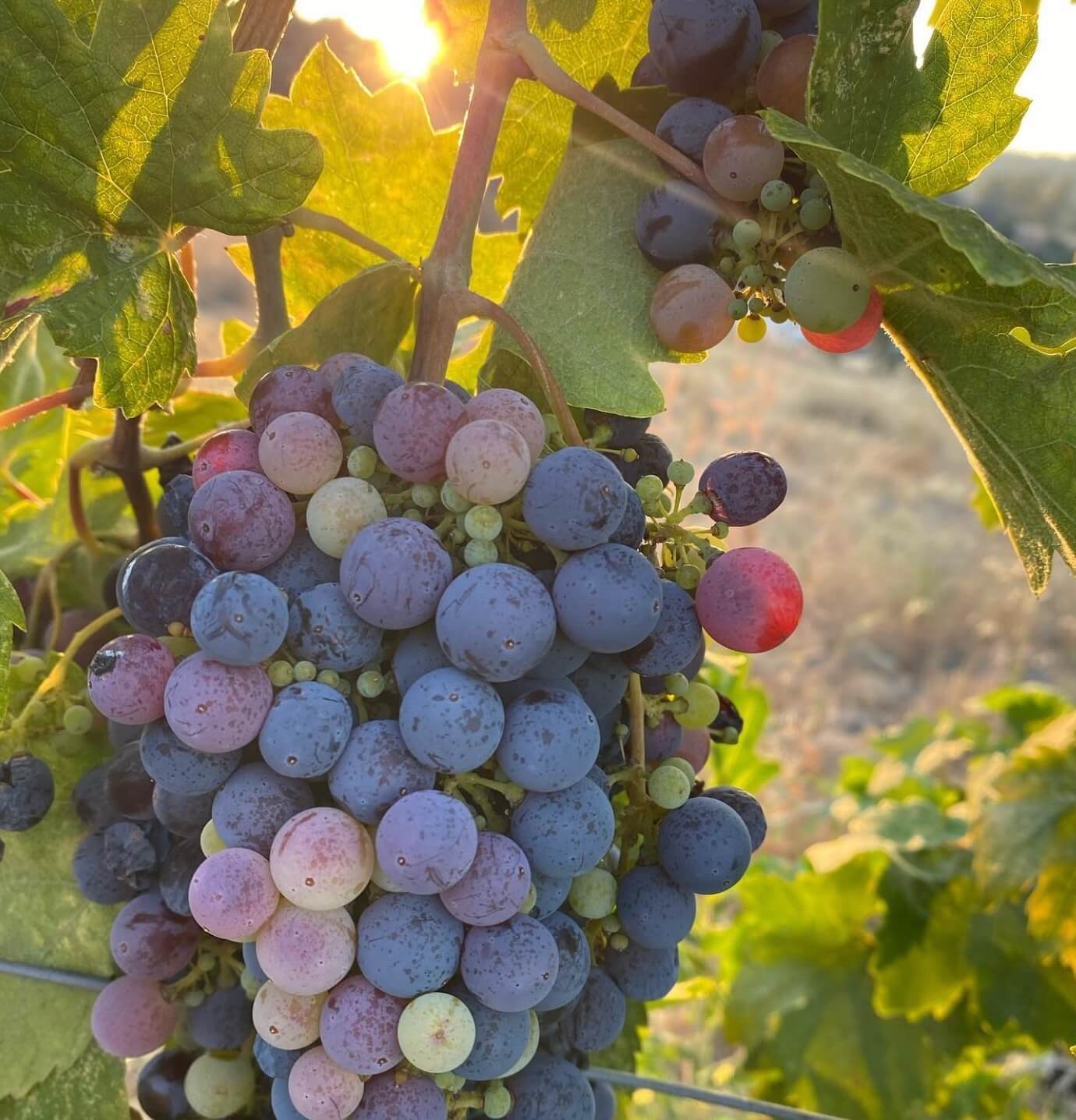 Wild Loon Winery vineyard