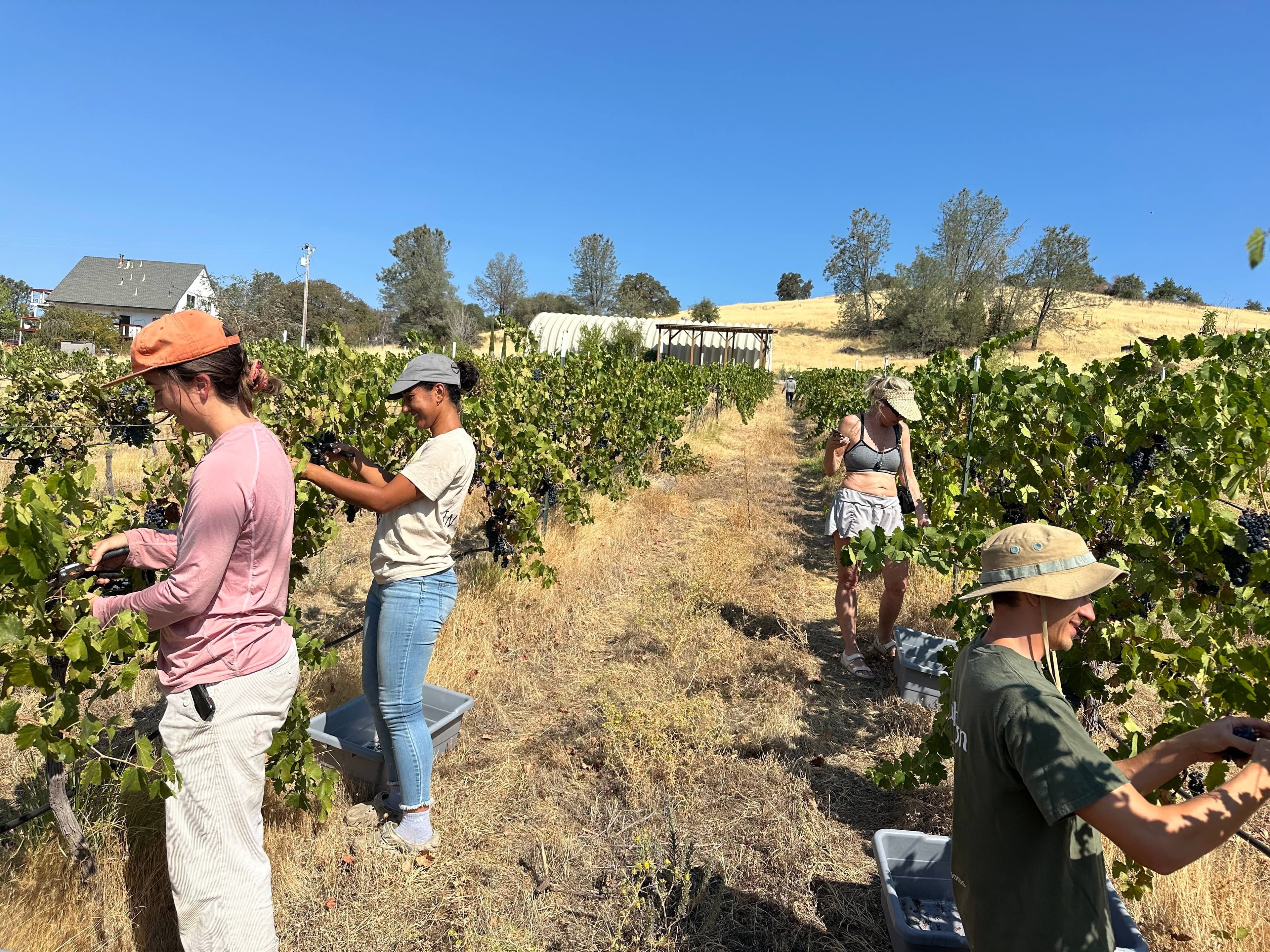 Friends and community harvesting grapes in the Wild Loon vineyard